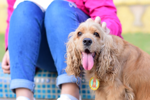 brown long coated small dog