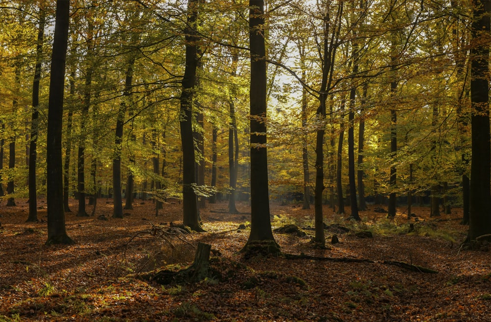 brown trees on brown leaves during daytime