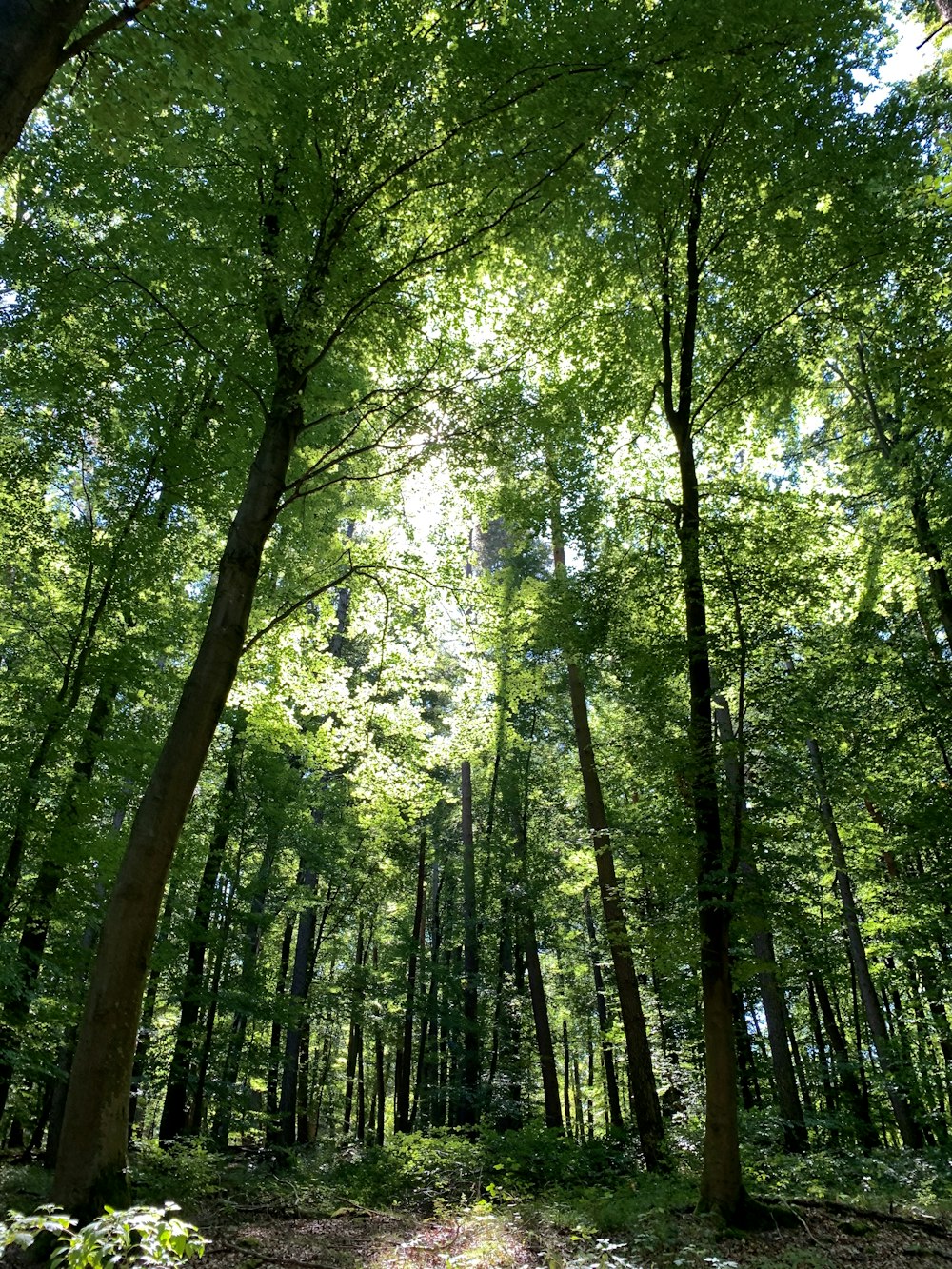 green trees under white sky during daytime