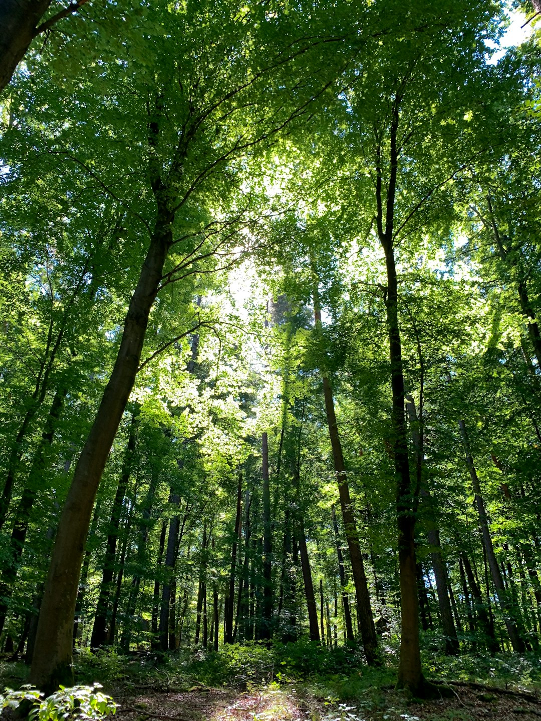 Forest photo spot Black Forest Nature Park Central / North Vaihingen an der Enz