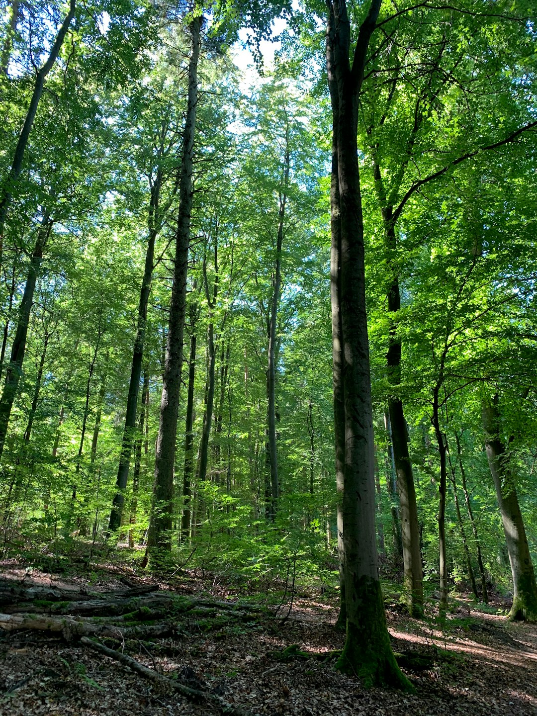 Forest photo spot Black Forest Nature Park Central / North Ludwigsburg