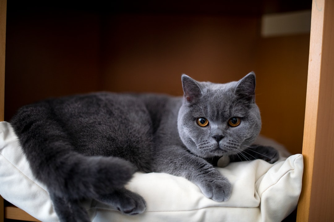 russian blue cat lying on white textile