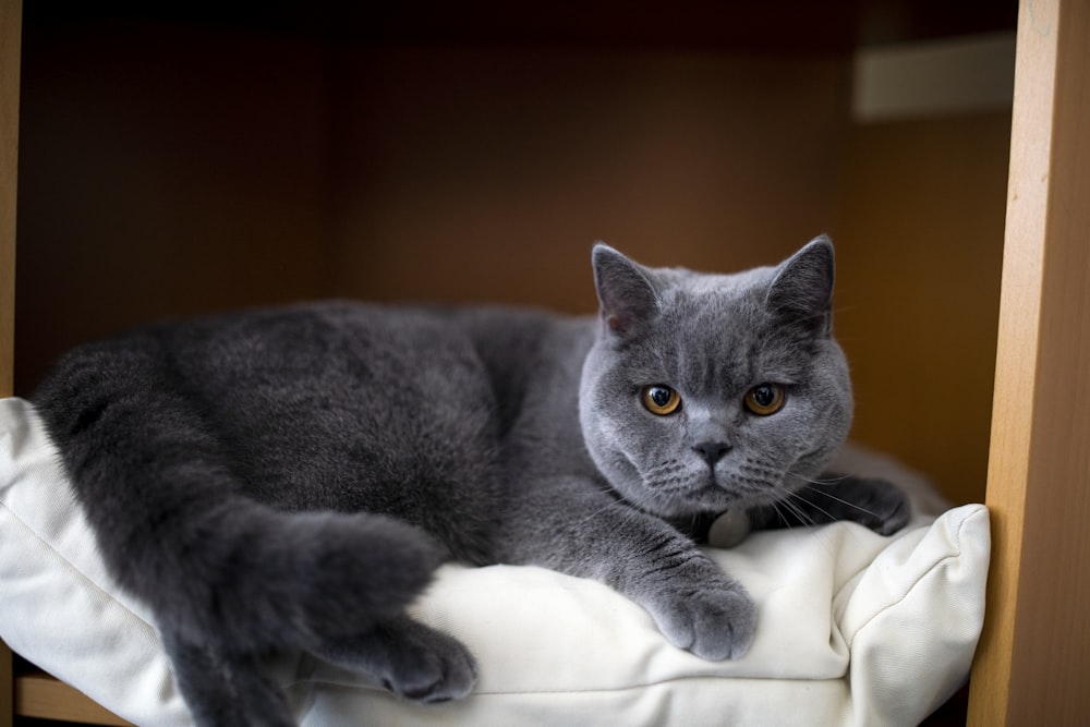Russisch-blaue Katze liegt auf weißem Textil