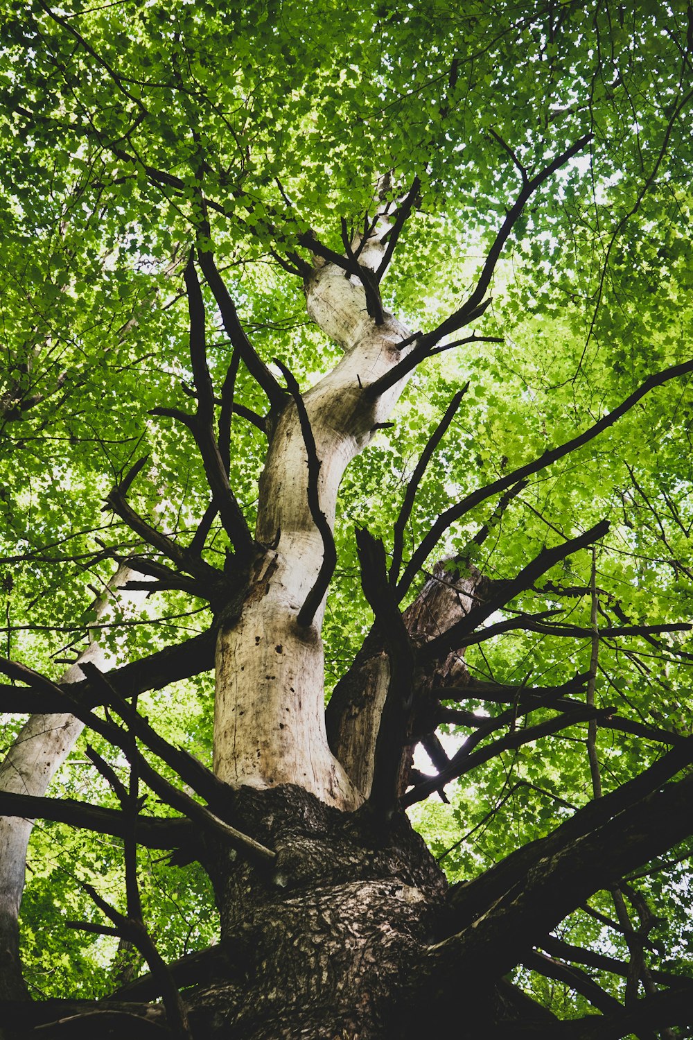 green tree with green leaves