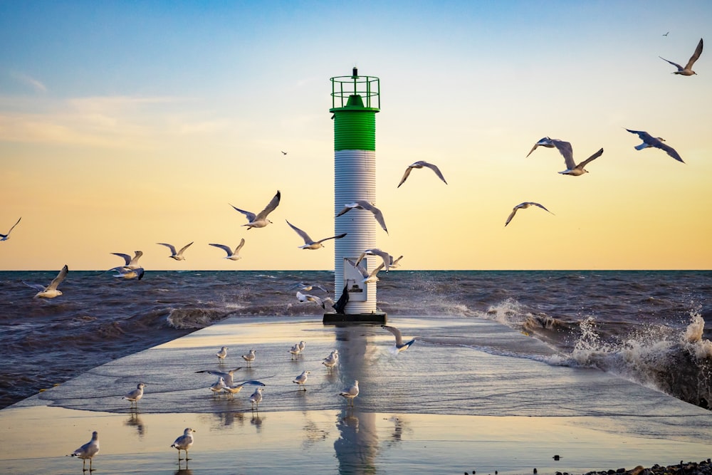 flock of birds flying over the sea during daytime