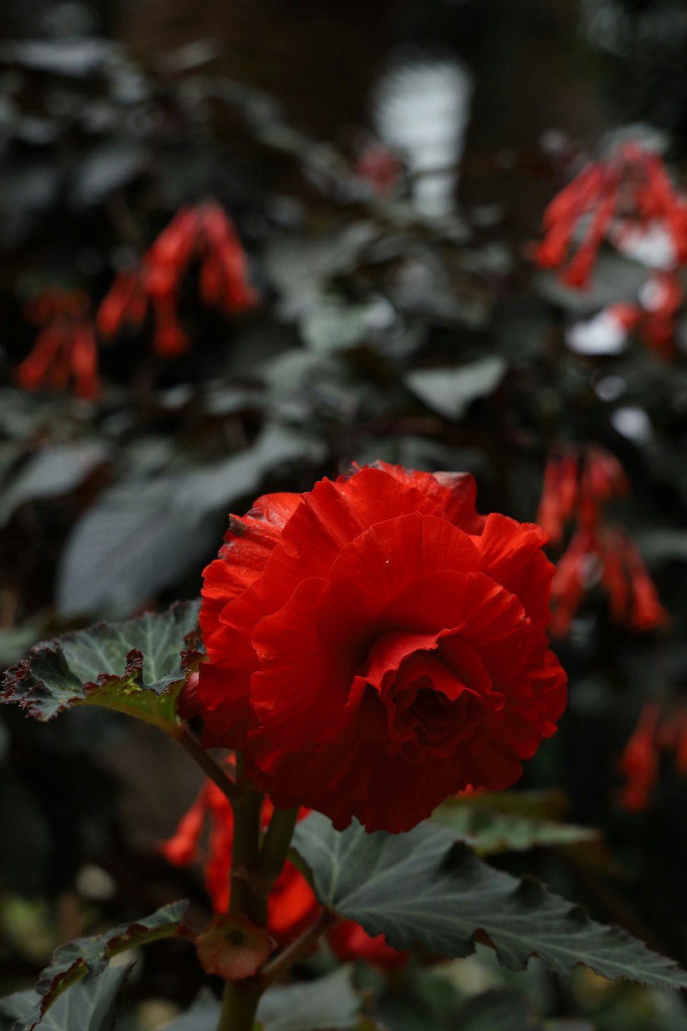 red flower in tilt shift lens