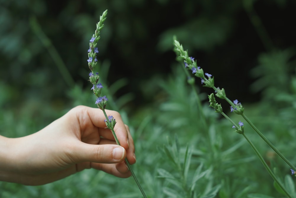 purple flower in persons hand