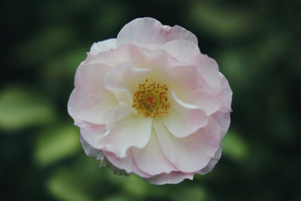 pink flower in tilt shift lens