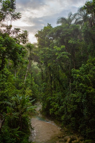 A lush rainforest scene with dense green foliage surrounding a narrow, winding stream. Tall trees with thick canopies create a rich, natural atmosphere under a slightly overcast sky.