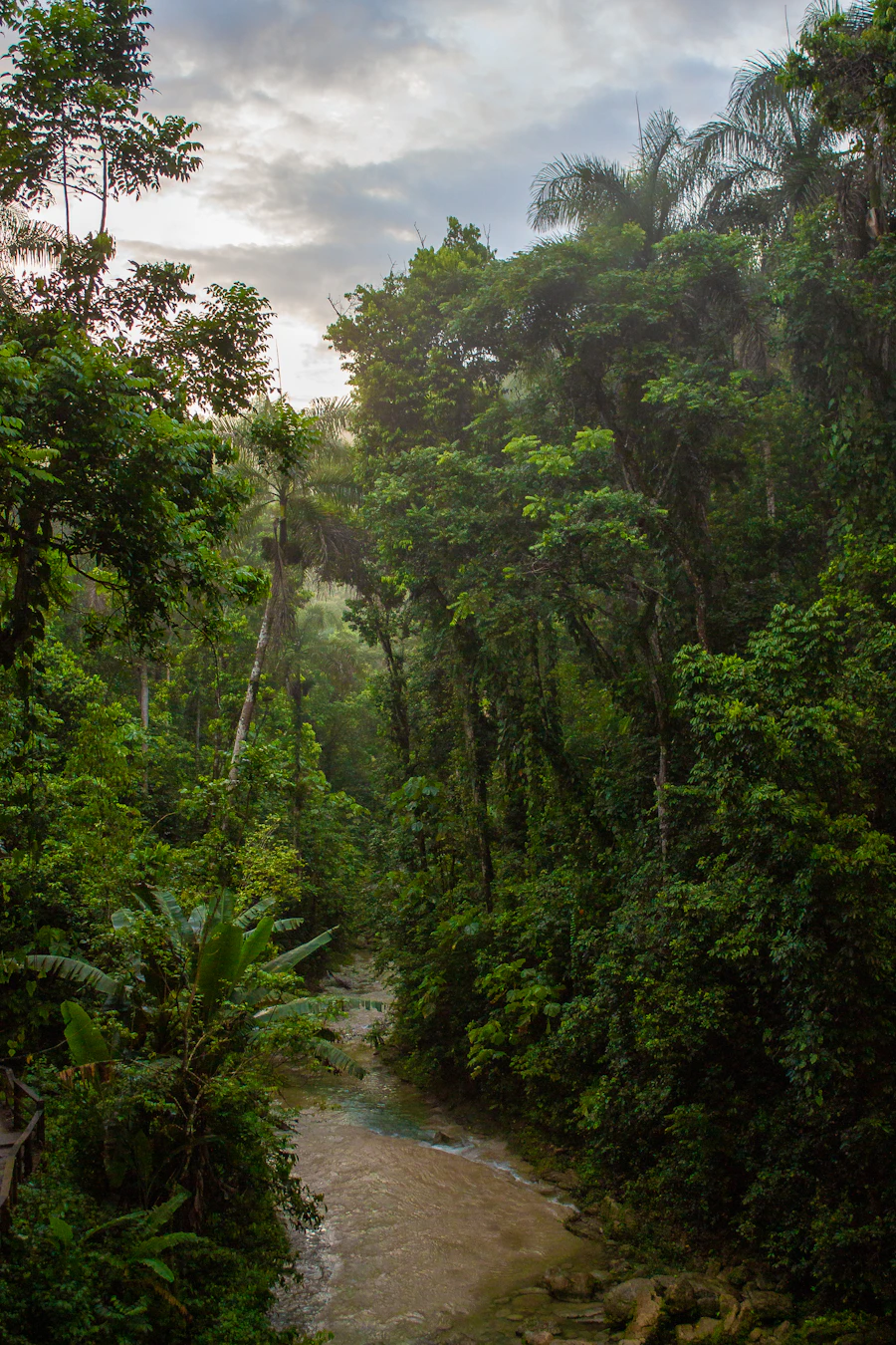 Overcast rainforest canopy in El Yunque