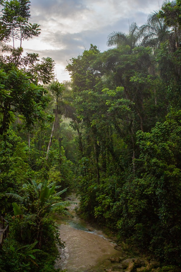 Amazon jungle canopy under cloudy sky