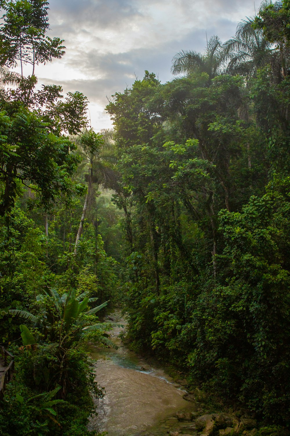 green trees under cloudy sky during daytime