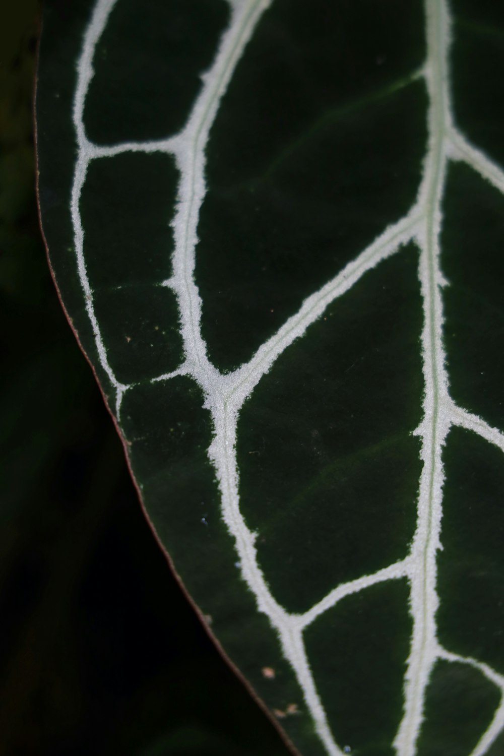 green leaf with water droplets