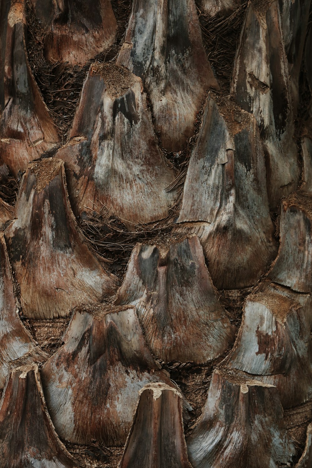 brown and gray tree log