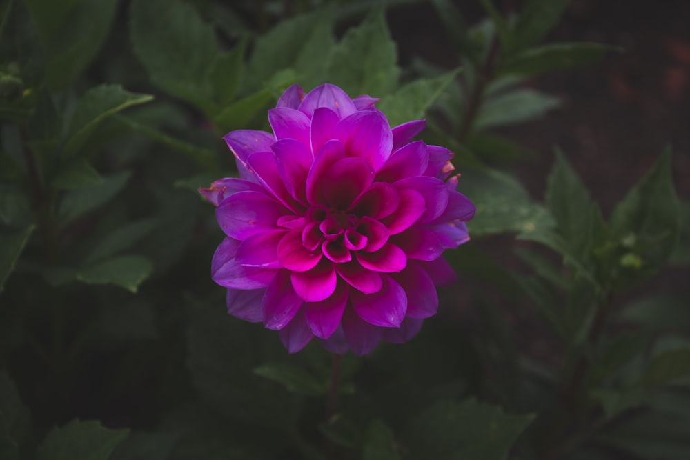 pink flower in tilt shift lens