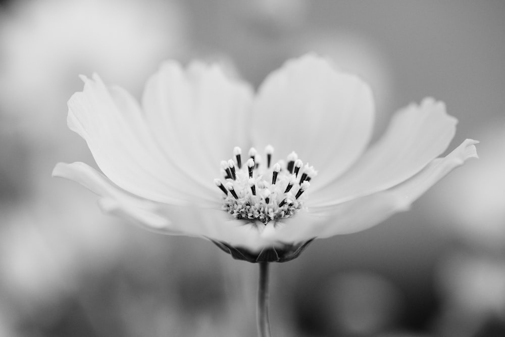 grayscale photo of white flower