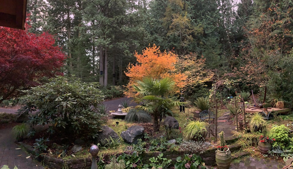 green and orange trees and plants