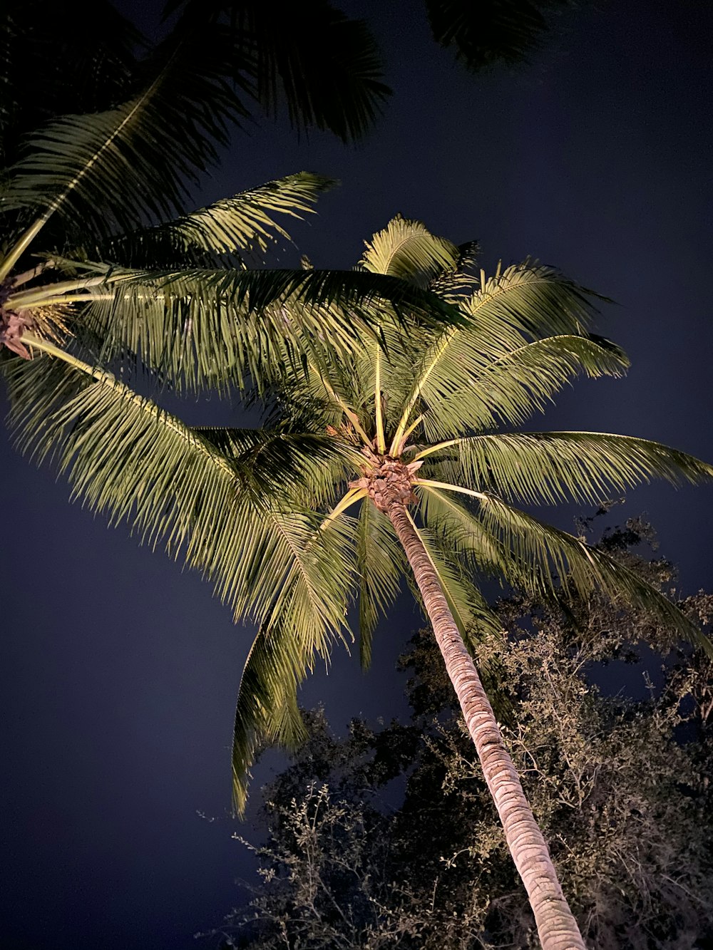 green palm tree under blue sky during daytime