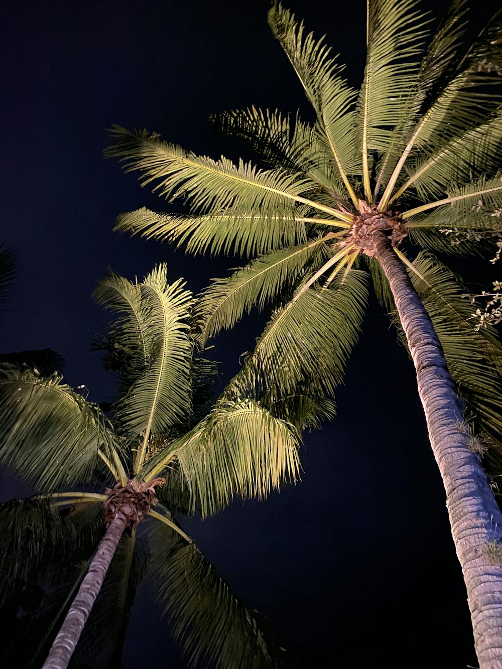 green and brown palm tree