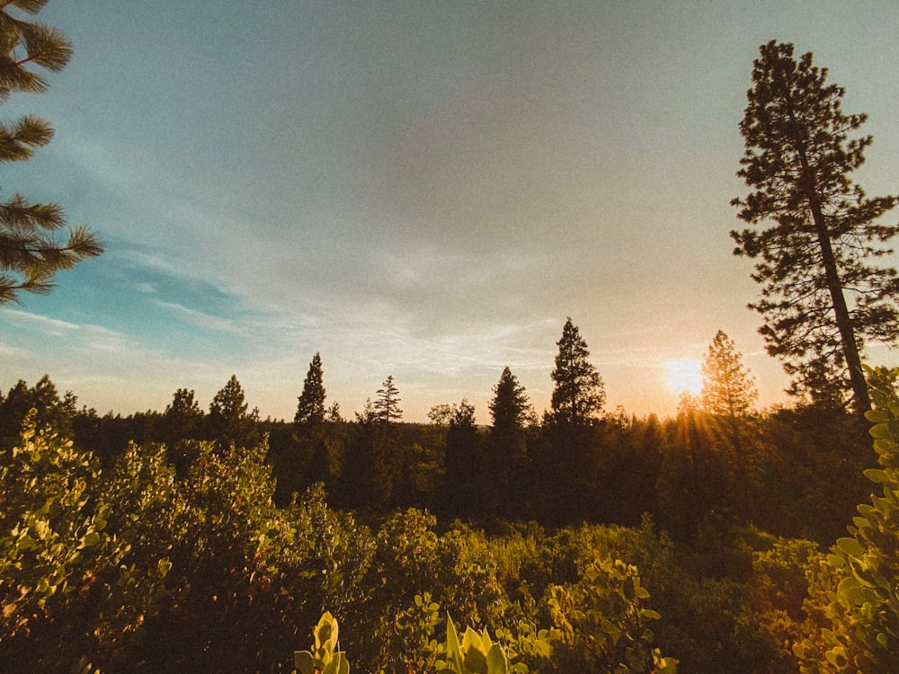 the sun is shining through the trees in the forest