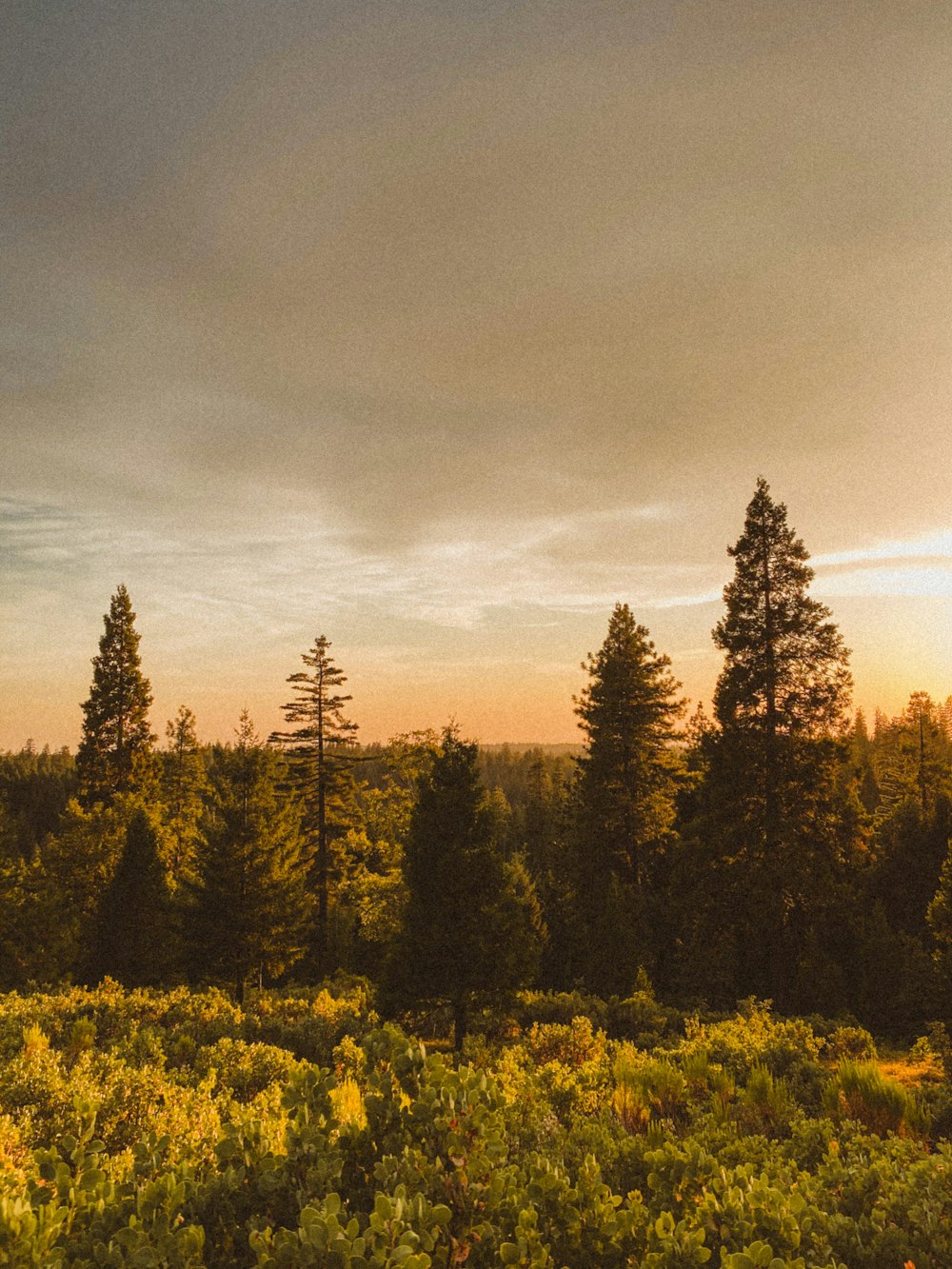 green trees under gray clouds during daytime