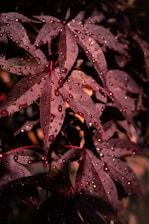 Dark red maple leaves covered in water droplets, glistening in the light against a shadowy background.