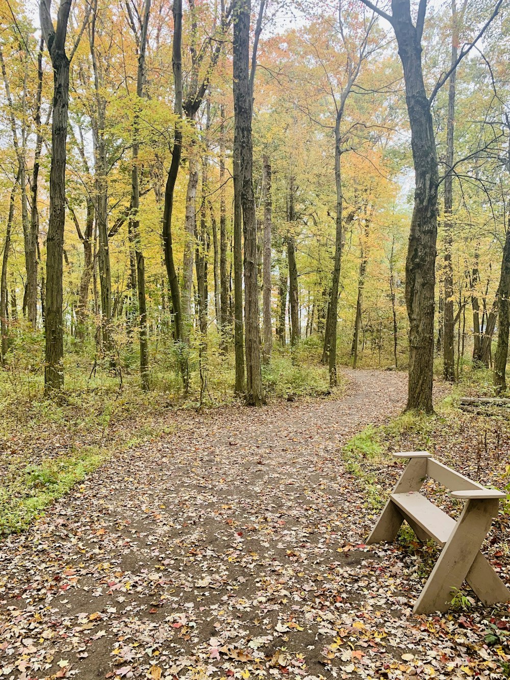 banc en bois brun sur la forêt pendant la journée