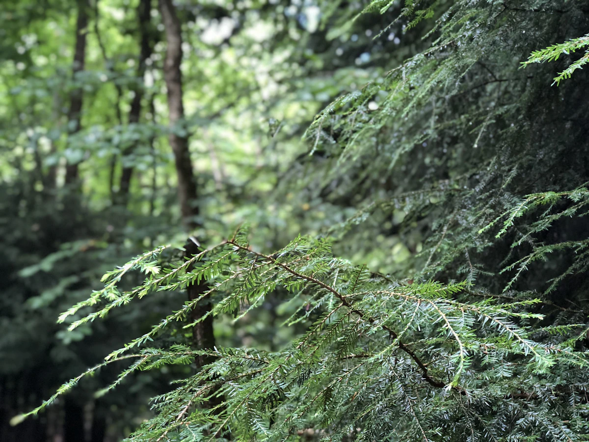 A conifer branch in shaded woods at the Mohican Adventures campground