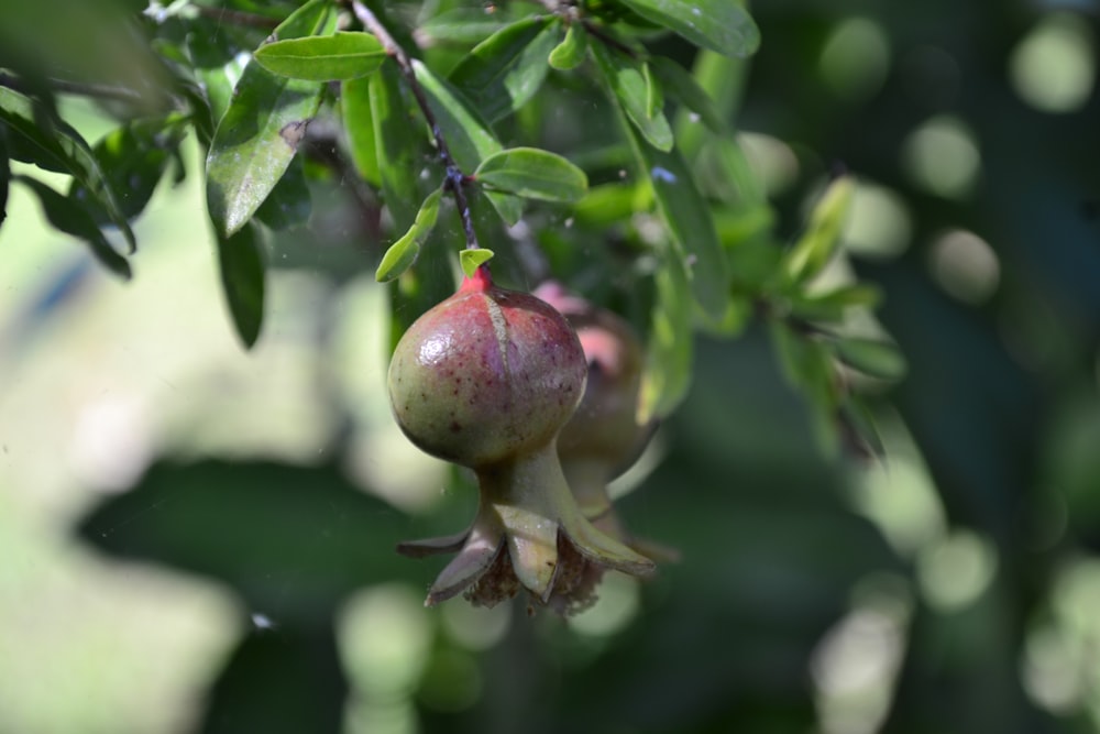 red and green fruit in tilt shift lens