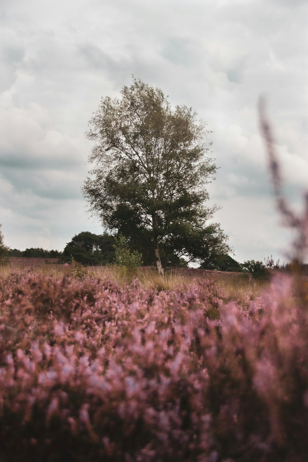 purple flower field during daytime