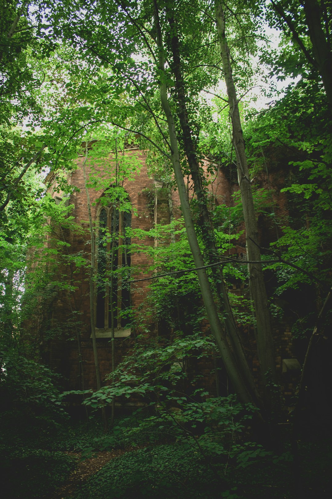 green trees and plants during daytime