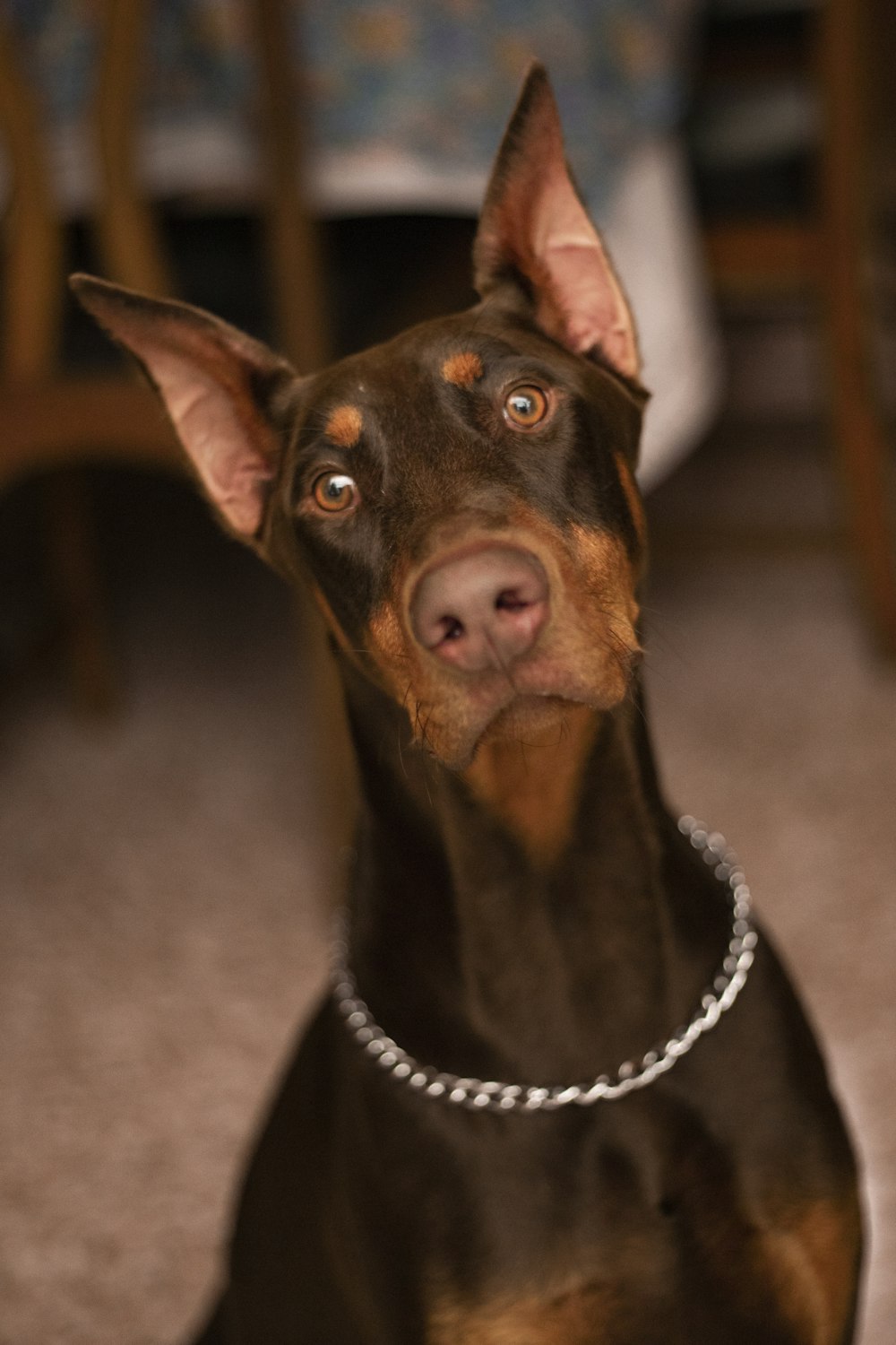 Doberman Pinscher negro y fuego