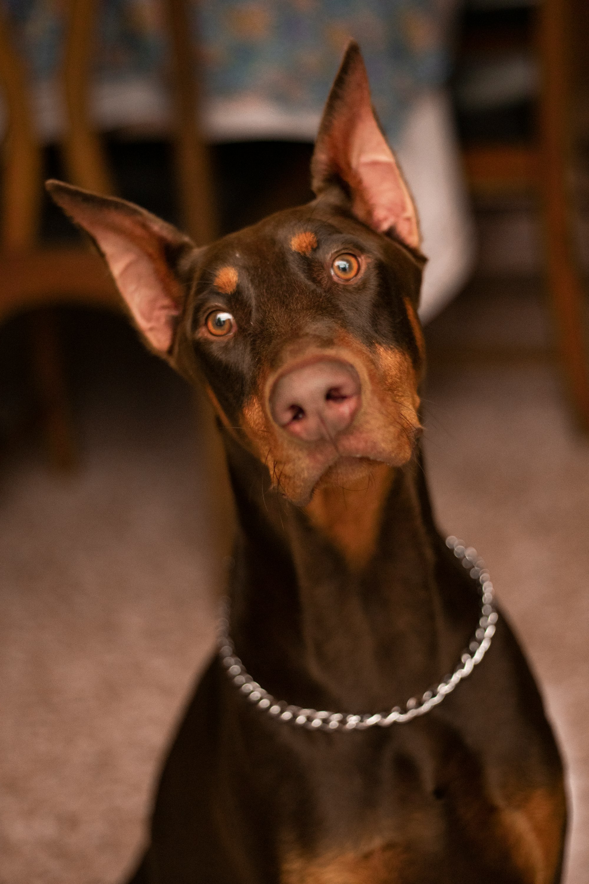 doberman dog staring at camera.