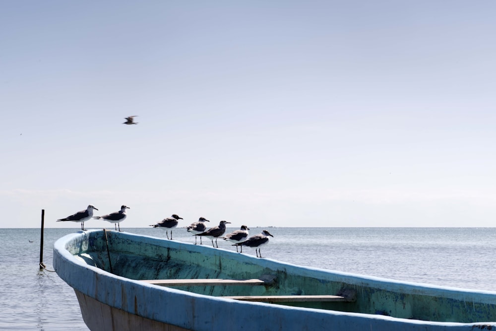 birds on green boat during daytime