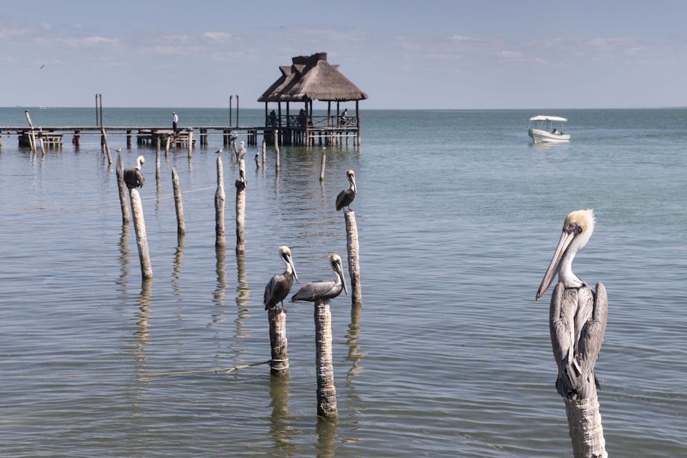 bando de pelicanos no mar durante o dia