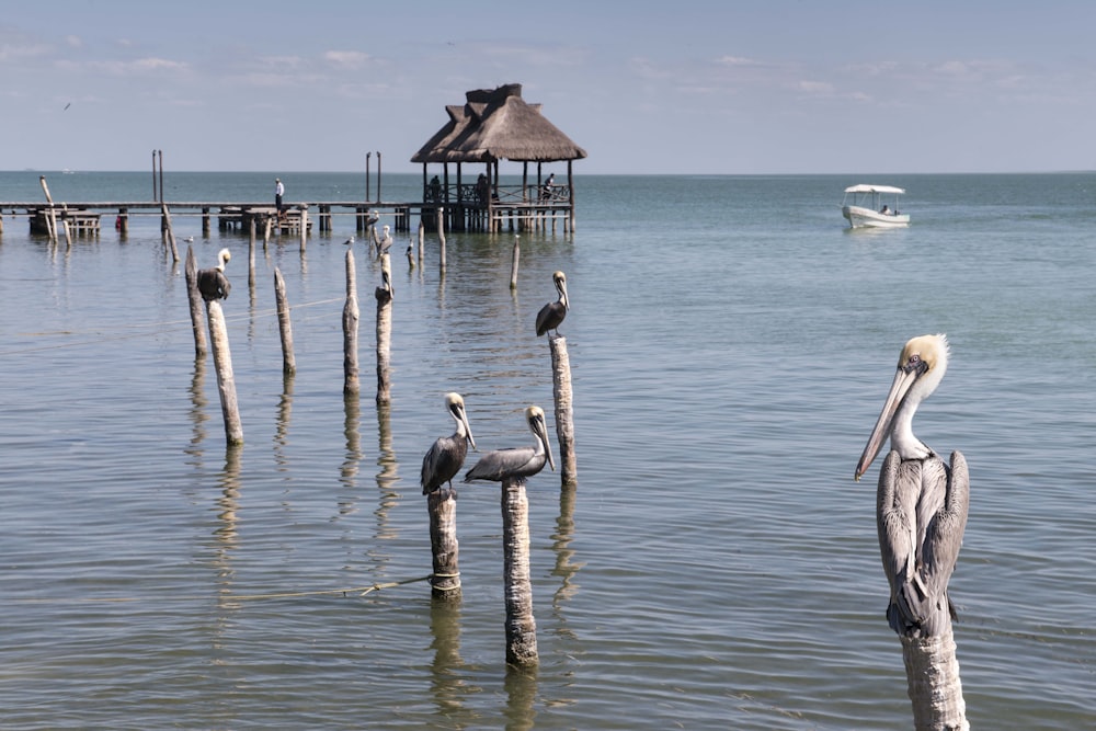 flock of pelicans on sea during daytime