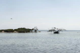 Birdwatchers observing rare species among lush green mangroves.