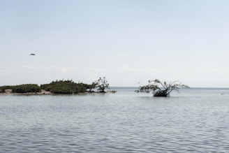 A tranquil seascape with calm waters, featuring a small group of lush green mangrove trees on a sandy patch and a lone mangrove standing in the water. A few birds are visible flying in the clear blue sky above.
