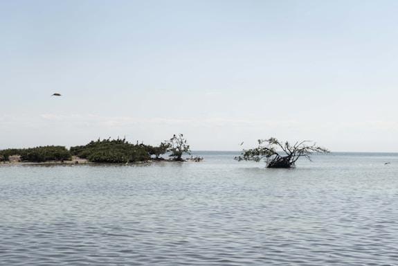 A tranquil seascape with calm waters, featuring a small group of lush green mangrove trees on a sandy patch and a lone mangrove standing in the water. A few birds are visible flying in the clear blue sky above.