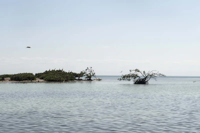 Birdwatchers observing rare species among lush green mangroves.