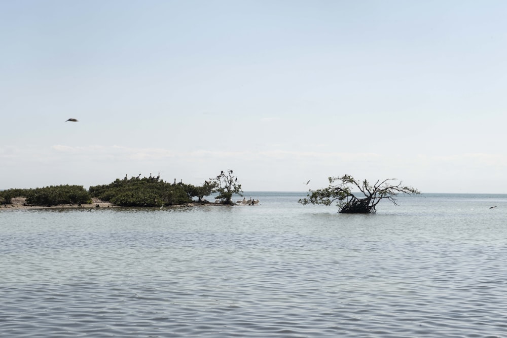 green trees on island surrounded by water