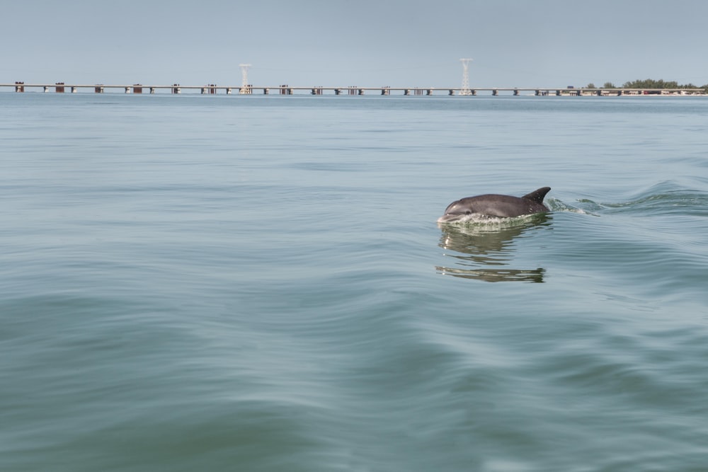 black seal on body of water during daytime