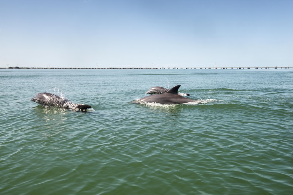 2 dolphins in the sea during daytime