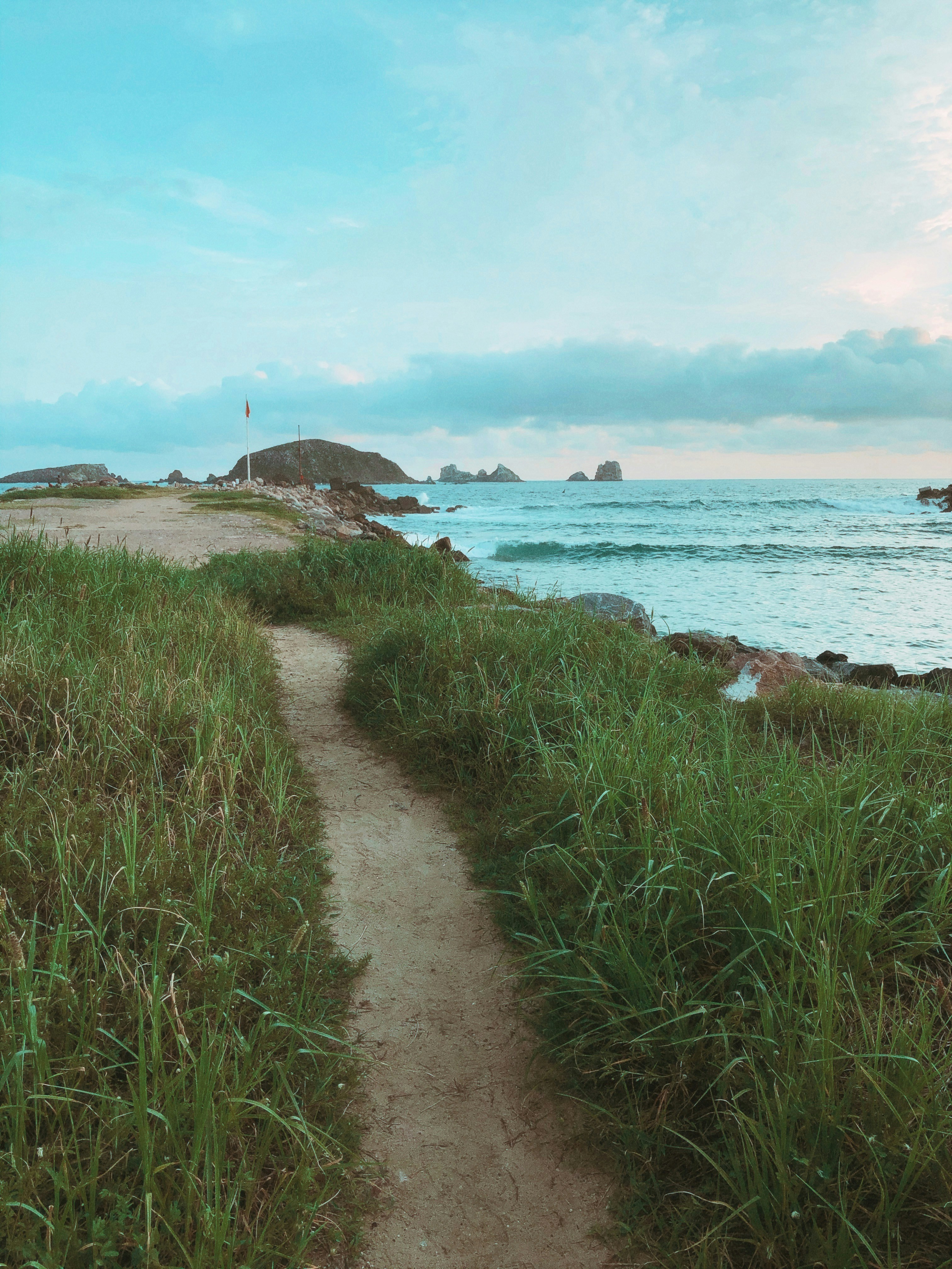 green grass on seashore during daytime