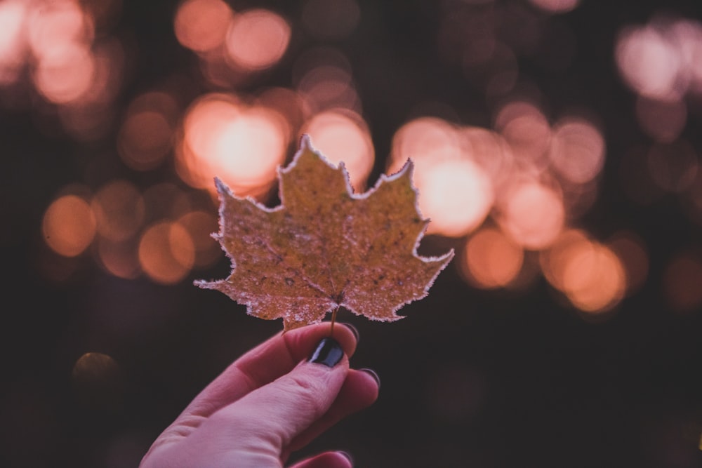 person holding brown maple leaf