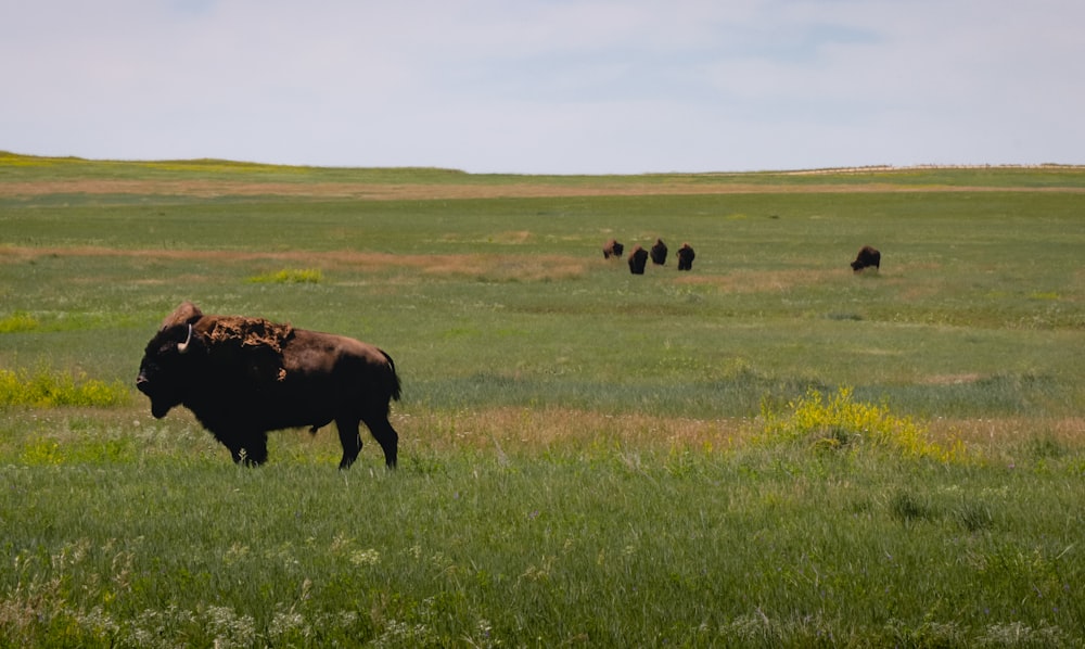 brown cow on green grass field during daytime