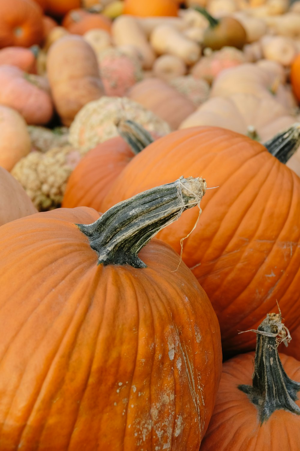 orange pumpkins on brown wooden table