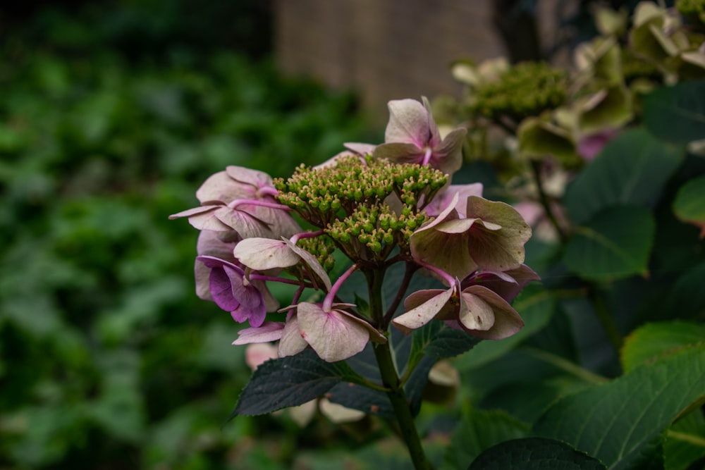 pink and white flower in tilt shift lens