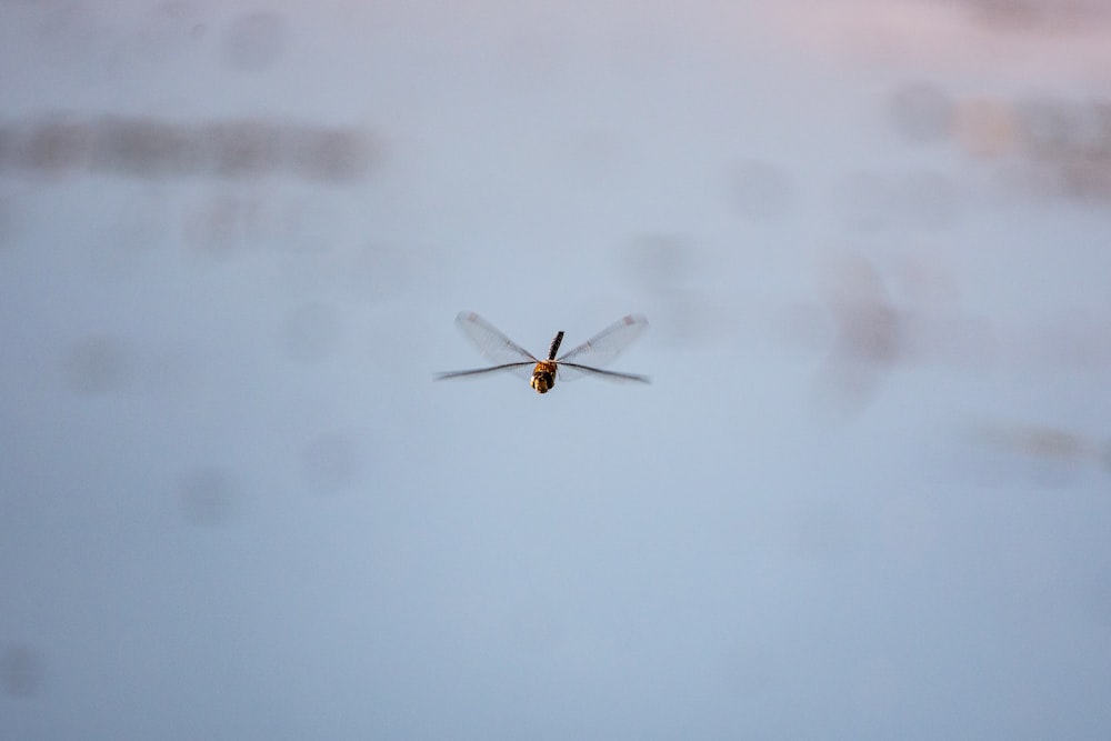 brown and black dragonfly on white wall