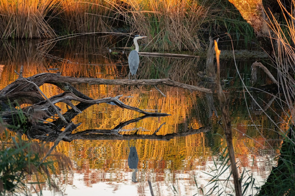 pájaro blanco en la rama marrón de un árbol